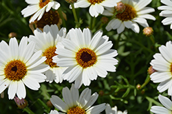 Madeira White Marguerite Daisy (Argyranthemum frutescens 'Bonmadwitim') at The Green Spot Home & Garden