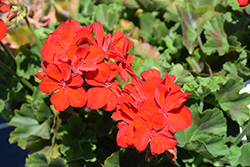 Calliope Large Scarlet Fire Geranium (Pelargonium 'Calliope Large Scarlet Fire') at The Green Spot Home & Garden