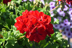 Calliope Large Dark Red Geranium (Pelargonium 'Calliope Large Dark Red') at The Green Spot Home & Garden