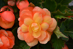 Illumination Apricot Shades Begonia (Begonia 'Illumination Apricot Shades') at The Green Spot Home & Garden