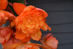 Illumination Golden Picotee Begonia (Begonia 'Illumination Golden Picotee') at The Green Spot Home & Garden