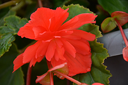 Illumination Rose Begonia (Begonia 'Illumination Rose') at The Green Spot Home & Garden