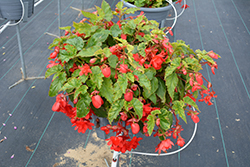 Illumination Rose Begonia (Begonia 'Illumination Rose') at The Green Spot Home & Garden