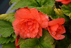 Illumination Salmon Pink Begonia (Begonia 'Illumination Salmon Pink') at The Green Spot Home & Garden