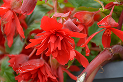 Illumination Scarlet Begonia (Begonia 'Illumination Scarlet') at The Green Spot Home & Garden