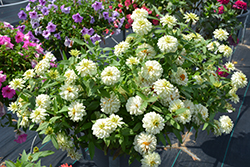 Zahara Double White Zinnia (Zinnia 'Zahara Double White') at The Green Spot Home & Garden