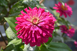 Zesty Fuchsia Zinnia (Zinnia elegans 'Zesty Fuchsia') at The Green Spot Home & Garden