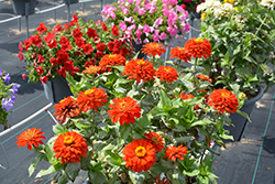 Zesty Scarlet Zinnia (Zinnia elegans 'Zesty Scarlet') at The Green Spot Home & Garden