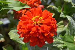 Zesty Scarlet Zinnia (Zinnia elegans 'Zesty Scarlet') at The Green Spot Home & Garden