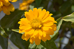 Zesty Yellow Zinnia (Zinnia elegans 'PAS1546510') at The Green Spot Home & Garden