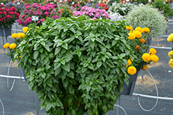 Everleaf Emerald Towers Basil (Ocimum basilicum 'Emerald Towers') at The Green Spot Home & Garden