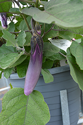 Asian Delight Eggplant (Solanum melongena 'Asian Delight') at The Green Spot Home & Garden