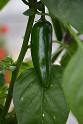 Pot-a-Peno Pepper (Capsicum annuum 'Pot-a-Peno') at The Green Spot Home & Garden