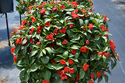 Beacon Bright Red Impatiens (Impatiens walleriana 'PAS1413665') at The Green Spot Home & Garden