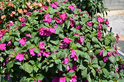 Beacon Violet Shades Impatiens (Impatiens walleriana 'PAS1357834') at The Green Spot Home & Garden