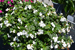 Beacon White Impatiens (Impatiens walleriana 'PAS1357832') at The Green Spot Home & Garden