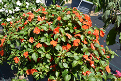 Beacon Orange Impatiens (Impatiens walleriana 'PAS1377331') at The Green Spot Home & Garden