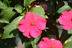 Beacon Rose Impatiens (Impatiens walleriana 'Beacon Rose') at The Green Spot Home & Garden