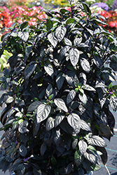 Black Pearl Ornamental Pepper (Capsicum annuum 'Black Pearl') at The Green Spot Home & Garden