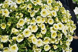 Easy Wave Yellow Petunia (Petunia 'Easy Wave Yellow') at The Green Spot Home & Garden