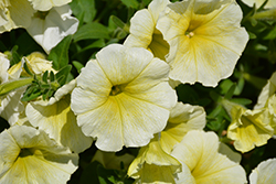 Easy Wave Yellow Petunia (Petunia 'Easy Wave Yellow') at The Green Spot Home & Garden