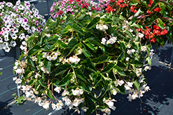 Dragon Wing White Begonia (Begonia 'Dragon Wing White') at The Green Spot Home & Garden