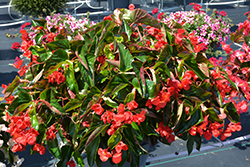Dragon Wing Red Begonia (Begonia 'Dragon Wing Red') at The Green Spot Home & Garden