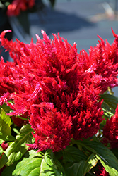 Ice Cream Cherry Celosia (Celosia 'Ice Cream Cherry') at The Green Spot Home & Garden