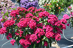 Jolt Cherry Hybrid Pinks (Dianthus 'Jolt Cherry') at The Green Spot Home & Garden