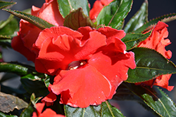 Roller Coaster Red Racer Impatiens (Impatiens 'Roller Coaster Red Racer') at The Green Spot Home & Garden