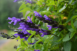 Bodacious Hummingbird Falls Sage (Salvia 'Hummingbird Falls') at The Green Spot Home & Garden