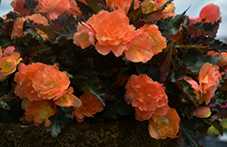 I'Conia Miss Miami Begonia (Begonia 'I'Conia Miss Miami') at The Green Spot Home & Garden