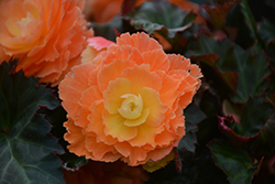 I'Conia Miss Miami Begonia (Begonia 'I'Conia Miss Miami') at The Green Spot Home & Garden