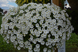 Supertunia Mini Vista White Petunia (Petunia 'USTUN87002') at The Green Spot Home & Garden