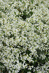 Diamond Snow Euphorbia (Euphorbia 'INCHADIACL') at The Green Spot Home & Garden