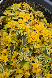 Waikiki Sunset Loosestrife (Lysimachia congestiflora 'Waikiki Sunset') at The Green Spot Home & Garden