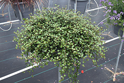 Big Leaf Creeping Wire Vine (Muehlenbeckia complexa 'Big Leaf') at The Green Spot Home & Garden