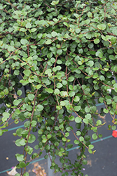 Big Leaf Creeping Wire Vine (Muehlenbeckia complexa 'Big Leaf') at The Green Spot Home & Garden