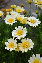 Bright Lights Double Moonglow African Daisy (Osteospermum 'Bright Lights Double Moonglow') at The Green Spot Home & Garden