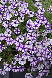 Supertunia Mini Vista Violet Star Petunia (Petunia 'USTUNJ1901') at The Green Spot Home & Garden