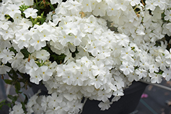 Intensia White Annual Phlox (Phlox 'DPHLOX866') at The Green Spot Home & Garden