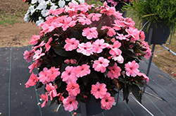 SunPatiens Compact Coral Pink New Guinea Impatiens (Impatiens 'SakimP042') at The Green Spot Home & Garden