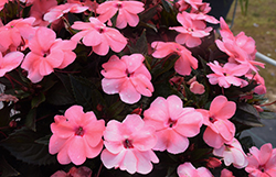 SunPatiens Compact Coral Pink New Guinea Impatiens (Impatiens 'SakimP042') at The Green Spot Home & Garden