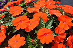 SunPatiens Vigorous Orange New Guinea Impatiens (Impatiens 'SAKIMP056') at The Green Spot Home & Garden