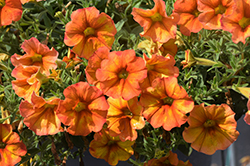 SuperCal Premium Sunset Orange Petchoa (Petchoa 'SAKPXC032') at The Green Spot Home & Garden