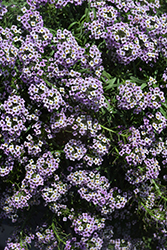 Stream Lavender Sweet Alyssum (Lobularia maritima 'Stream Lavender') at The Green Spot Home & Garden