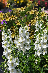 Archangel White Angelonia (Angelonia angustifolia 'Balarcwite') at The Green Spot Home & Garden