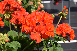 Dynamo Orange Geranium (Pelargonium 'Dynamo Orange') at The Green Spot Home & Garden