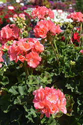 Dynamo Salmon Geranium (Pelargonium 'Dynamo Salmon') at The Green Spot Home & Garden