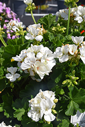 Dynamo White Geranium (Pelargonium 'Dynamo White') at The Green Spot Home & Garden